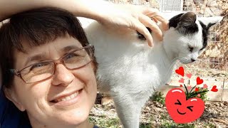 Should You Get A Rabbit Or A Cat? Pros And Cons Of Rabbits