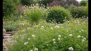 Tackling Weeds in the Garden Strategies for Success