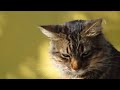 Funny Cats, Funny Cats Compilation, Cats Compilation, Cat Animal, Animal Film Character