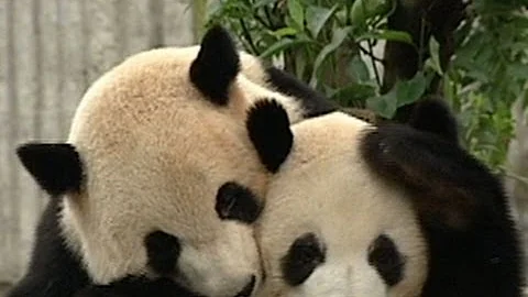 Watch: Chinese researchers work to save pandas - DayDayNews