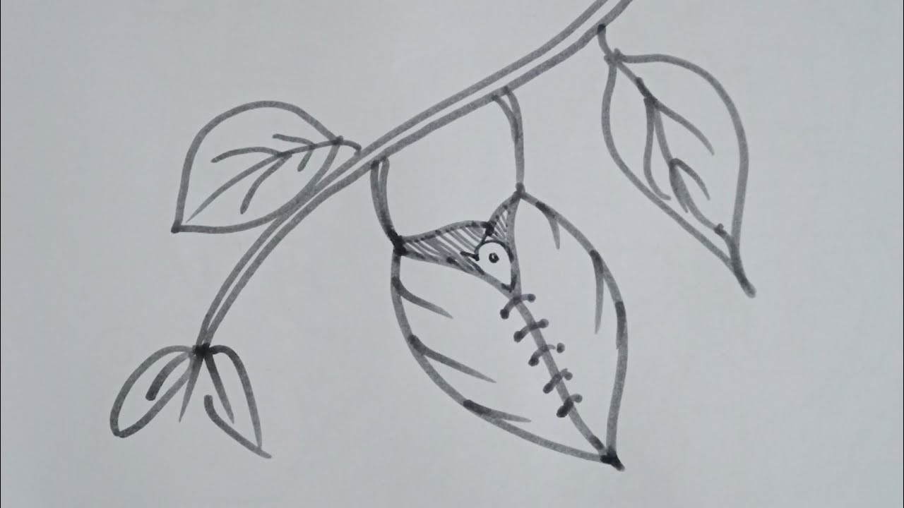 How To Draw A Tailorbird Nest easy Drawing Step By Step tailorbird how-to-draw-a-tailorbird-nest-easy-drawing-step-by-step-tailorbird