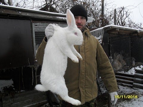 Можно ли кормить кроликов капустой( растения полезные и ядовитые для кроликов