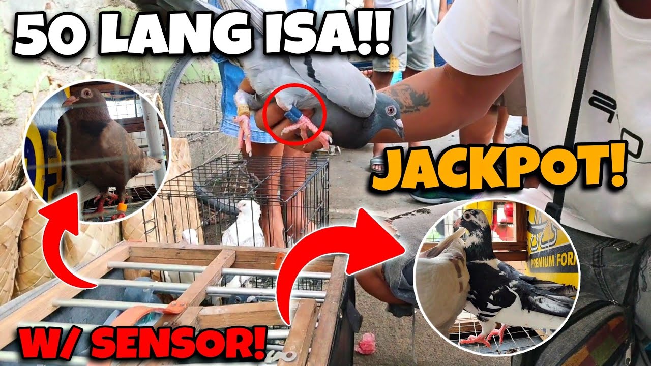 50 PESOS NA KALAPATI NAKA CLUBRING NA MAY SENSOR PA! JACKPOT DITO SA BOCAUE TIANGGE!!