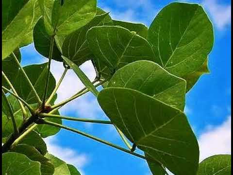 Video: Informasi Bailey Acacia: Cara Menanam Pohon Bailey Acacia Di Lanskap