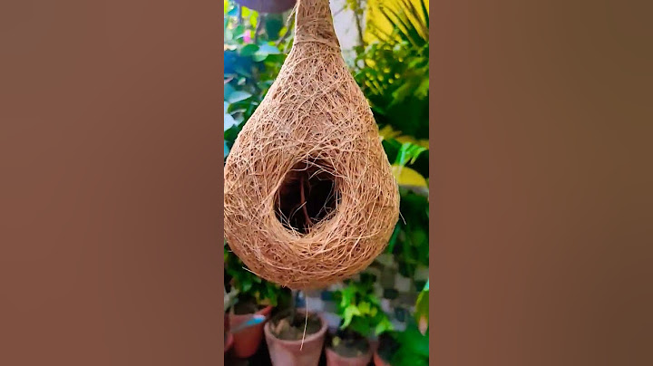 नारियल के छिलको के प्रयोग से इस तरह बनाए चिड़िया का घोंसला 🐦#shorts #trendingsong #viral #birds nest