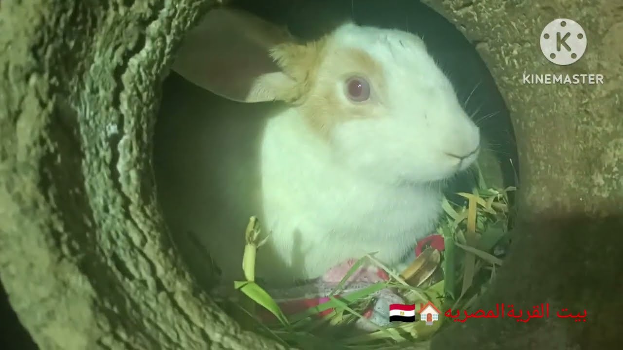 ازاى اعرف أن الارنبه قربت تولد واعمل ايه