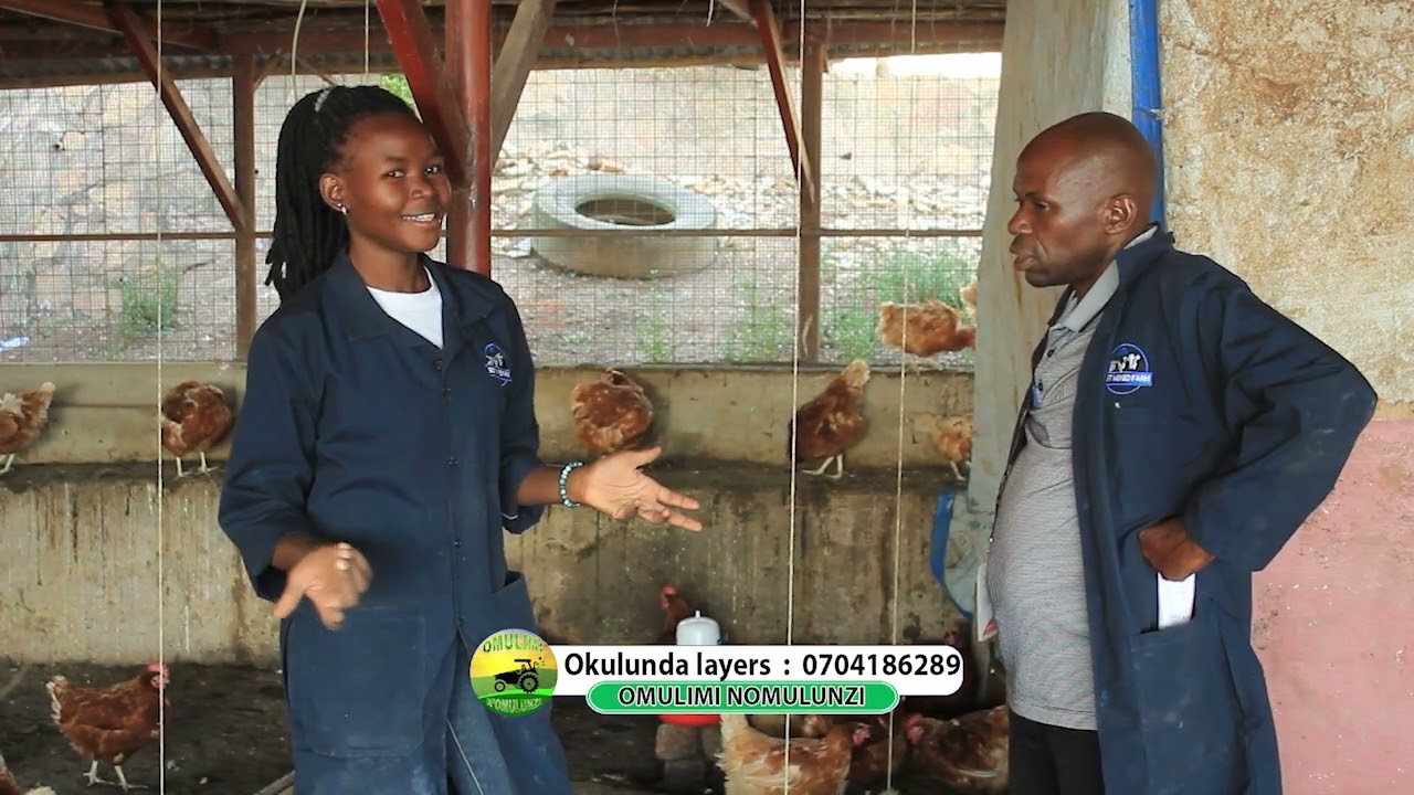yiga okulunda enkoko za layers me moreen owa kasirye breeders part two