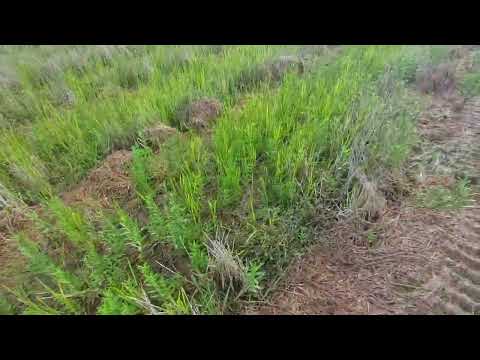 Video RỪNG CÂY SƯ TỔ THẦN THÔNG. - youtube