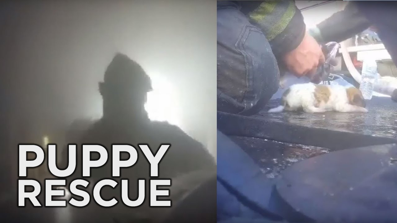 Firefighters Rescue Puppies from Fire | Bodycam Video - YouTube