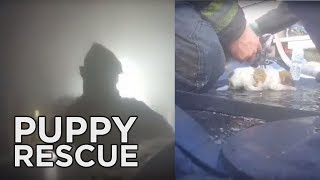 Firefighters Rescue Puppies from Fire | Bodycam Video