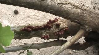 Unknown Oak Disesase