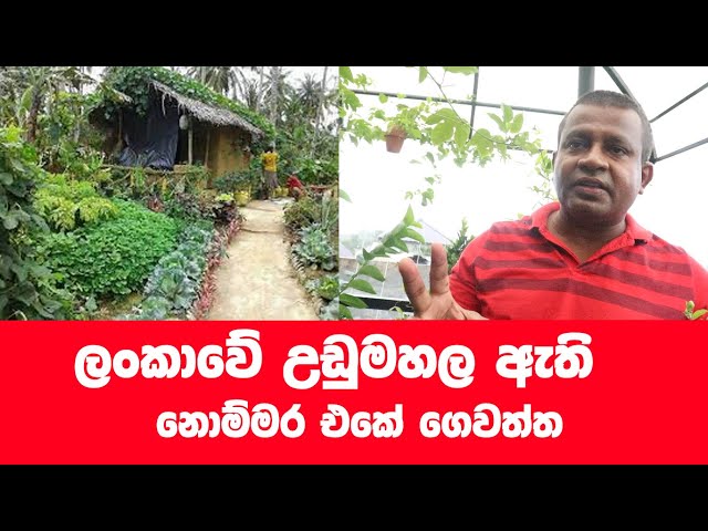 ස්වංපෝෂිත  නාගරික ගෙවත්තේ  ලංකාවේ  එකේ කතාව