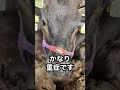 【牛の治療】鼓膜を破る!?