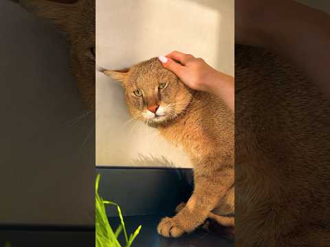 Видео: Как прошла первая ночь камышового кота Босса в доме 😸