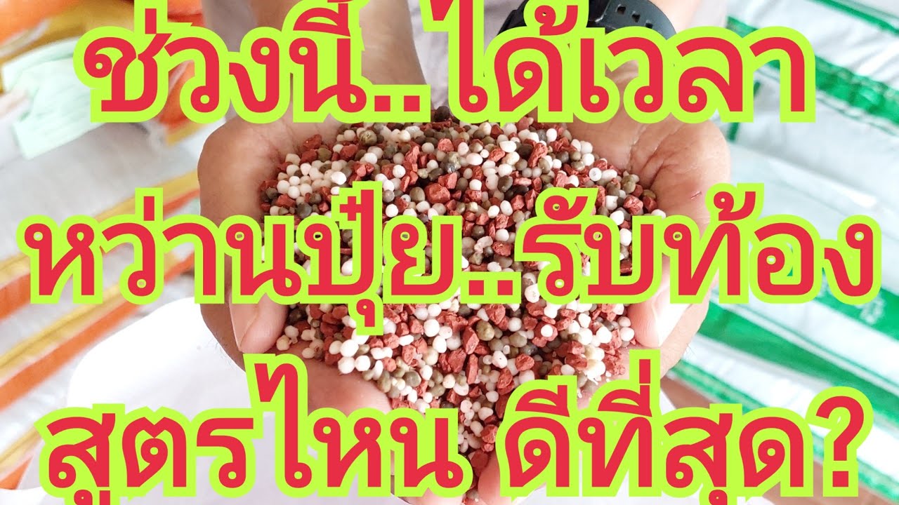ช่วงนี้ได้เวลา  หว่านปุ๋ย สูตรรับท้อง  สูตรไหน ดีที่สุด ?? 0899428684  0925164252  0650495999