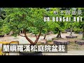 羅漢松|蘭嶼羅漢松庭院盆栽 Podocarpus Costalis Courtyard Bonsai