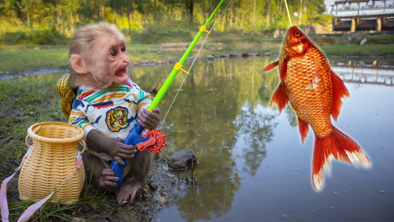 Baby monkeys go fishing for carp, koi, and goldfish in the field