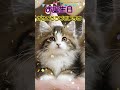 誕生日動画 LINEで送るメッセージ バースデーカード（猫）