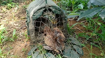 Bẫy cút rừng.khi con mồi đạt tới độ sung thì nó chơi tới bến luân mọi người ạ