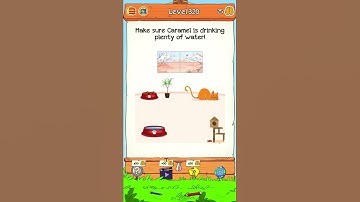 Braindom 2 Riddle Level 320 Make sure Caramel is drinking plenty of water - Solution Walkthrough