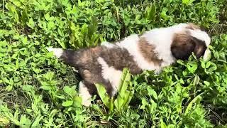 Saint Bernard puppy for Sale #breeder #dogkennel #doggyzworld by Doggyz World 1,860 views 3 weeks ago 2 minutes, 1 second