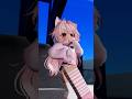 Cis Cos Chacan Roblox Robloxcdid Robloxshorts Cis Cos Chacan Roblox Robloxcdid Robloxshorts