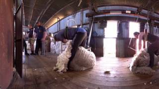 Sheep Shearing - The sheeps perspective