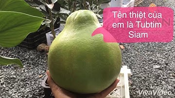 Cây bưởi Tubtim Siam Thái Lan