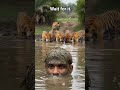 Ultimate tiger camouflage! Would you try this? 🐯 #shorts #wildlife #survival #fyp #viral