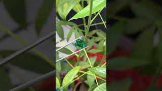 7.1 Carat Green Baguette Cut gemstone #gemstone #gemquality #gemstones #jewelrydesigner