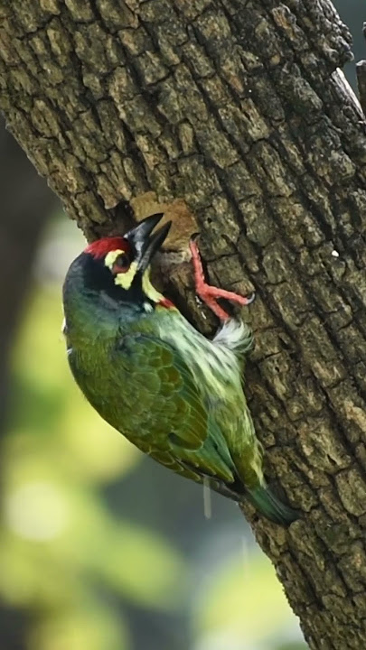 Coppersmith barbet working hard to make nest #barbet #soundofnature
