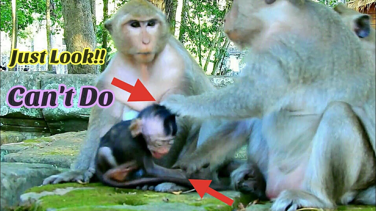 Poor Mom Dana can't help her baby Daniela, Daniela was torturing by nasty Dolly