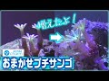 【おまかせプチサンゴ】charmさんでお得に購入したプチサンゴが成長したよ！経過観察#2【ツツウミヅタ】