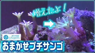 【おまかせプチサンゴ】charmさんでお得に購入したプチサンゴが成長したよ！経過観察#2【ツツウミヅタ】