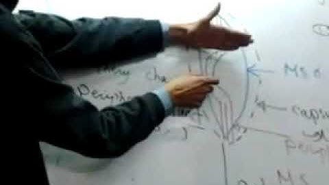 Physiology Motor revision Dr Mohamed Fayez