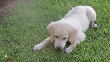 Colored  Overlay Animation Effect ID OL5 Video Effects Lab