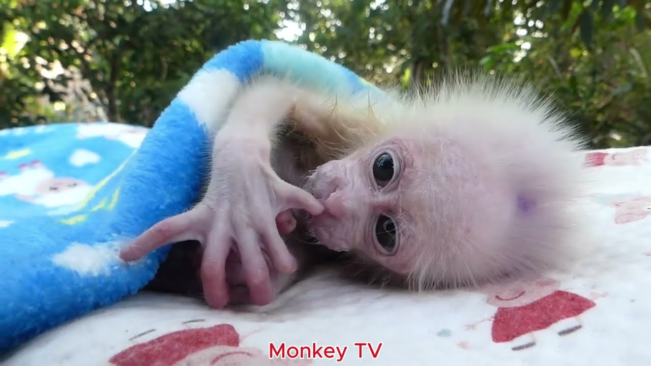 The baby monkey is tired and needs to drink milk.