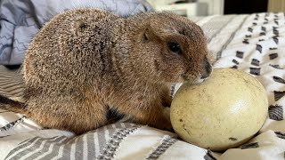 My Prairie Dog Laid an Egg!? (It wasn’t a tumor)