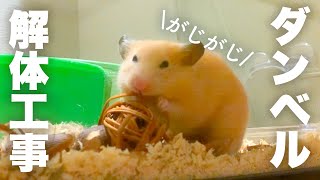 解体屋はむこ。２晩で解体工事完了してしまうハムスターNo.101