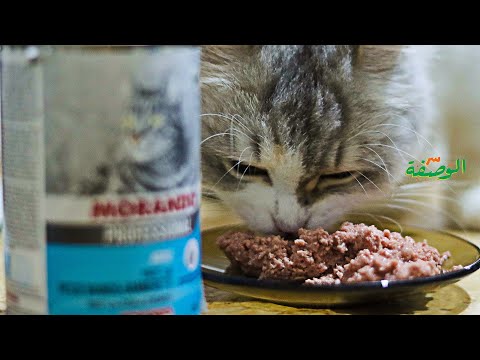 وجبة صحية ولذيذة للقطط سر الوصفة Secret 
