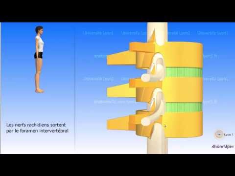 Vidéo sonorisée la vertèbre type La colonne tube