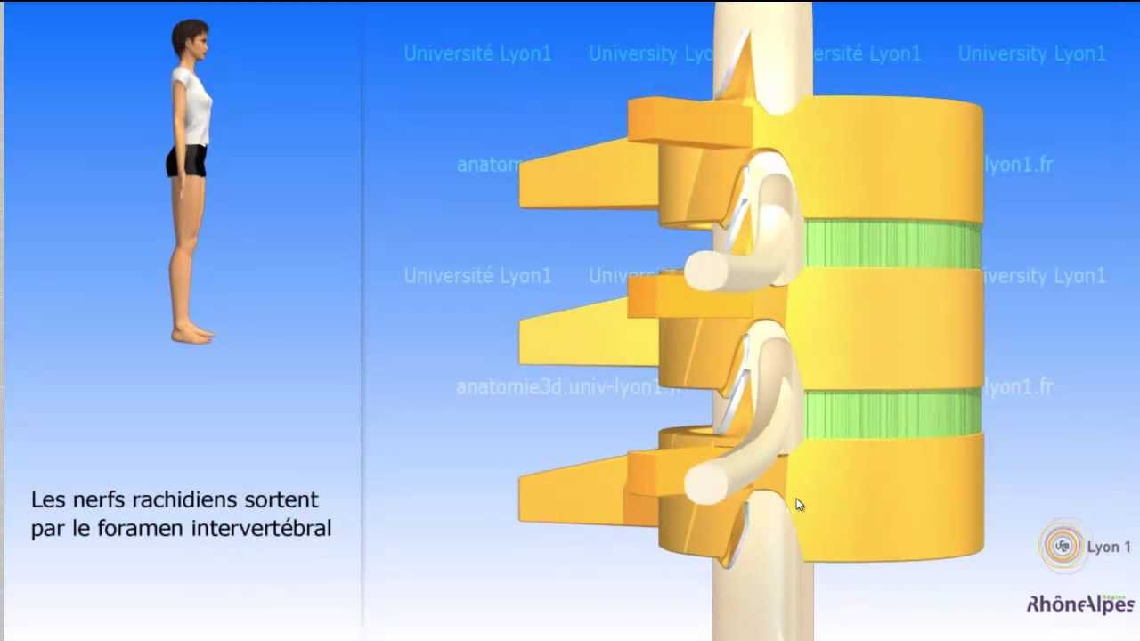 Vidéo sonorisée la vertèbre type La colonne tube — Transcript