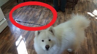 He Didnt Have The Nerve To Open The Trap Door In His Cabin So He Hired A Handyman To Do It For Him