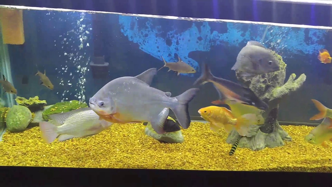 camera iphone 8 plus apk Challenge accepted Deon 0026!