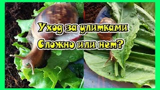 Улиточный влог/ Уборка у улиток/Плюсы и минусы содержания улитки