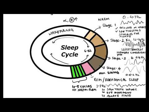 Sleep – An Entire Help Guide To REM Sleep and Sleep Stages