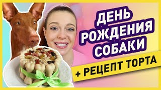 5 ИДЕЙ КАК ОТМЕТИТЬ ДЕНЬ РОЖДЕНИЯ СОБАКИ | Торт для собаки своими руками | Подарки из зоомагазина