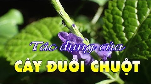 ĐIỆN BIÊN - Tác dụng của cây đuôi chuột | Vị thuốc quanh ta