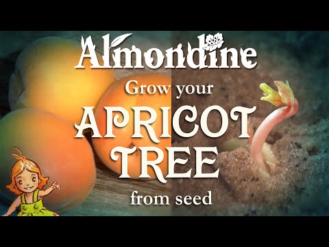Grow APRICOT from SEED  |  Almondine
