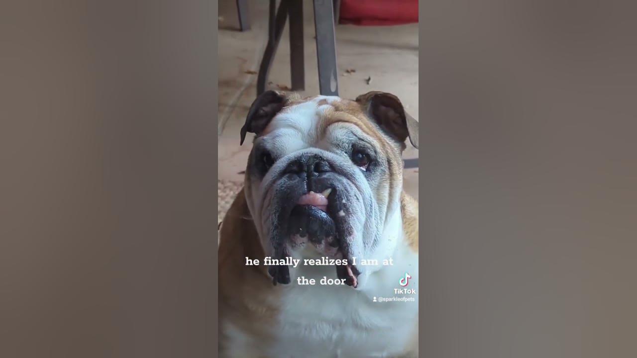 my-dog-acts-like-he-always-gets-left-out-forever-he-can-earn-himself-a